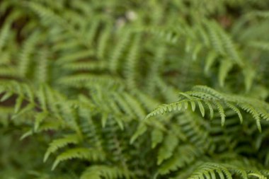 Yaz ormanında eğreltiotu yaprakları. Yakın çekim görünümü.