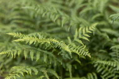Yaz ormanında eğreltiotu yaprakları. Yakın çekim görünümü.