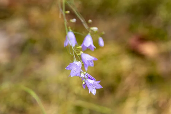 森の中の紫色の夏の花 クローズアップビュー — ストック写真