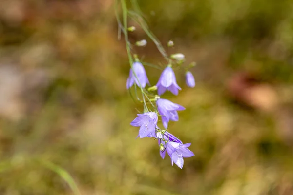 Фіолетові Літні Квіти Лісі Крупним Планом Перегляд — стокове фото