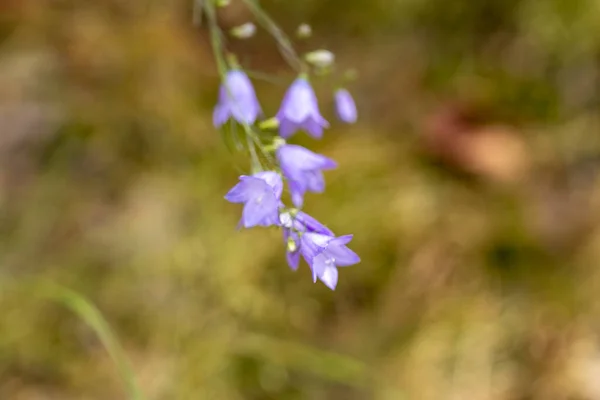 森の中の紫色の夏の花 クローズアップビュー — ストック写真