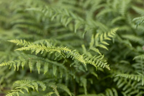 Yaz ormanında eğreltiotu yaprakları. Yakın çekim görünümü.