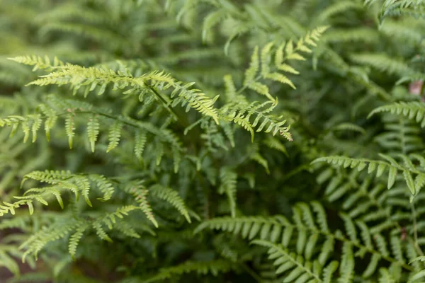 Yaz ormanında eğreltiotu yaprakları. Yakın çekim görünümü.