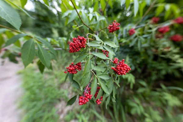 Vad Vörös Bogyó Erdőben Közelkép — Stock Fotó