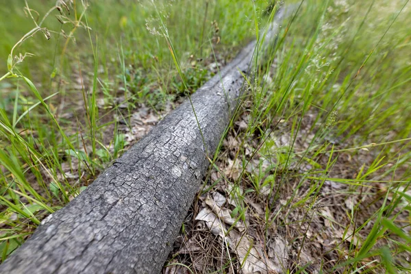 Boslandschap Een Zomerdag — Stockfoto