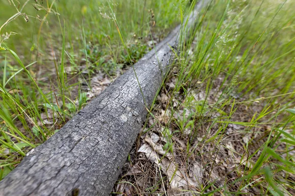 Boslandschap Een Zomerdag — Stockfoto