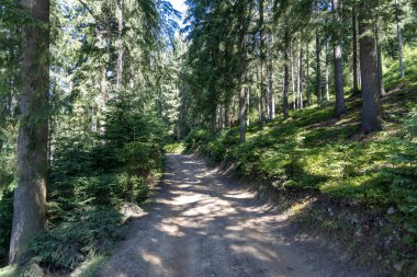 Bir yaz günü Ukrayna Karpatları 'nda toprak dağ yolu.