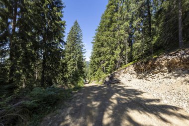 Bir yaz günü Ukrayna Karpatları 'nda toprak dağ yolu.