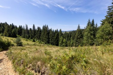Yüksek Karpatlar 'da yeşil dağ çayırları