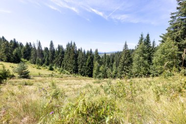 Yüksek Karpatlar 'da yeşil dağ çayırları