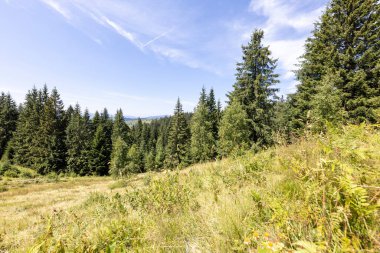 Yüksek Karpatlar 'da yeşil dağ çayırları