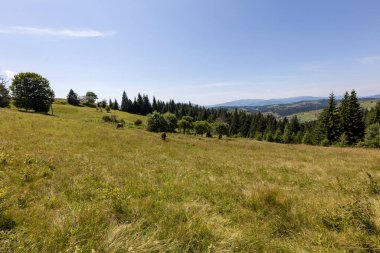 Yüksek Karpatlar 'da yeşil dağ çayırları