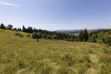 Yüksek Karpatlar 'da yeşil dağ çayırları