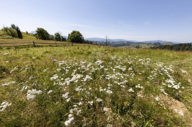 Ukrayna Karpatlarının dağ çiçekleri bir yaz gününde doğal bir arka planda.