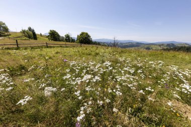 Ukrayna Karpatlarının dağ çiçekleri bir yaz gününde doğal bir arka planda.