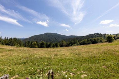 Yazın Ukrayna Karpatları 'nda dağ manzarası.