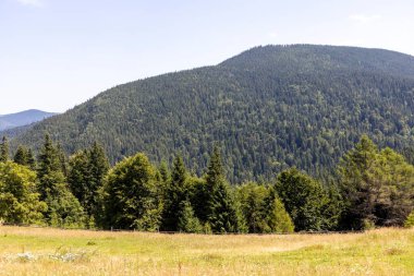 Yazın Ukrayna Karpatları 'nda dağ manzarası.