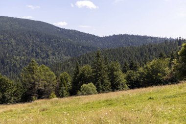 Yazın Ukrayna Karpatları 'nda dağ manzarası.