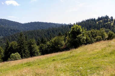Yazın Ukrayna Karpatları 'nda dağ manzarası.