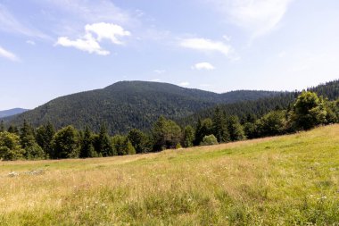 Yazın Ukrayna Karpatları 'nda dağ manzarası.