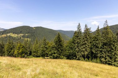Yazın Ukrayna Karpatları 'nda dağ manzarası.