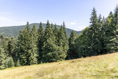 Yazın Ukrayna Karpatları 'nda dağ manzarası.