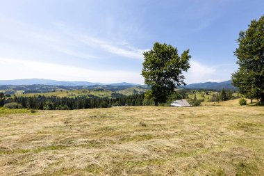 Yazın Ukrayna Karpatları 'nda dağ manzarası.