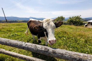 Bir yaz günü Ukrayna Karpatları 'nda yeşil bir çayırda inekler.