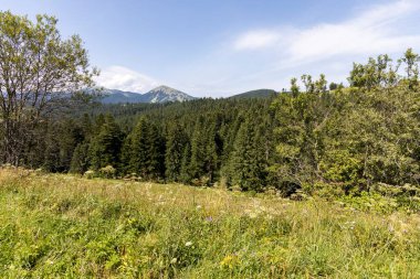 Yazın Ukrayna Karpatları 'nda dağ manzarası.