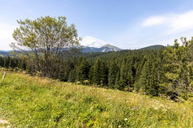 Yazın Ukrayna Karpatları 'nda dağ manzarası.