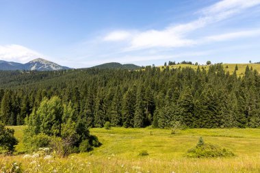Yazın Ukrayna Karpatları 'nda dağ manzarası.
