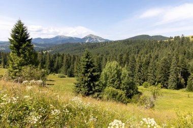 Yazın Ukrayna Karpatları 'nda dağ manzarası.