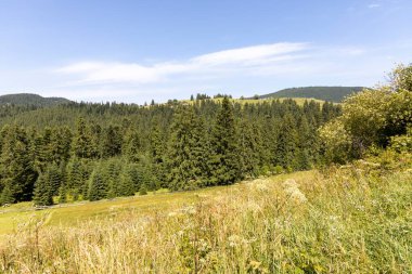 Yazın Ukrayna Karpatları 'nda dağ manzarası.