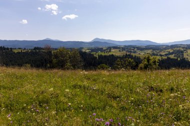 Yazın Ukrayna Karpatları 'nda dağ manzarası.