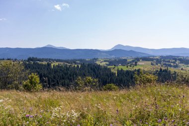 Yazın Ukrayna Karpatları 'nda dağ manzarası.