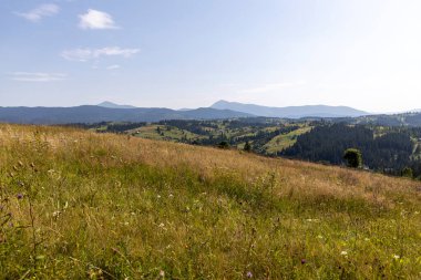 Yazın Ukrayna Karpatları 'nda dağ manzarası.