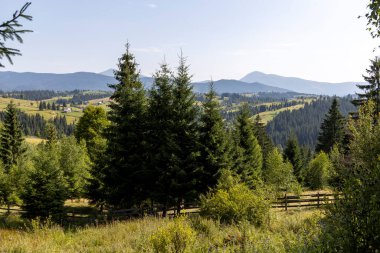 Bir yaz günü Ukrayna Karpatları 'nda dağ panoraması.