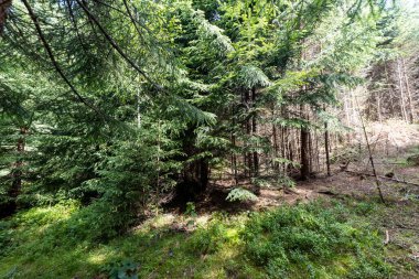 Ukrayna Karpatlarının Dağ Ormanı.