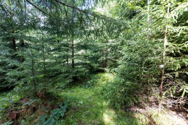 Ukrayna Karpatlarının Dağ Ormanı.