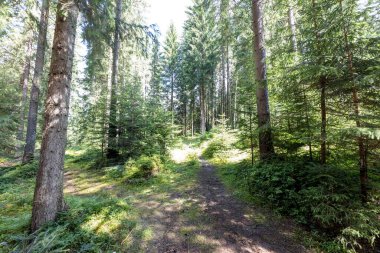 Ukrayna Karpatlarının Dağ Ormanı.