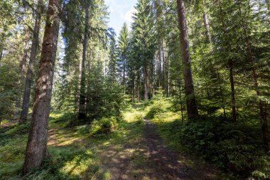 Ukrayna Karpatlarının Dağ Ormanı.
