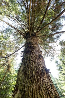 Ukrayna Karpatlarının Dağ Ormanı.