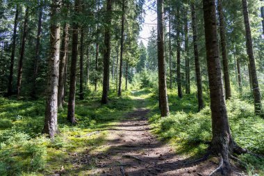 Ukrayna Karpatlarının Dağ Ormanı.