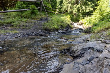 Ukrayna Karpatları 'nda bir yaz gününde dağ deresi