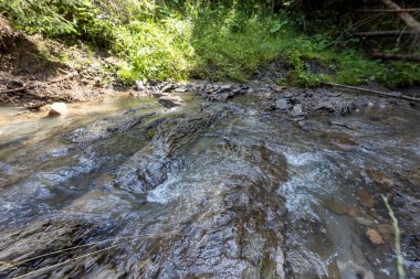 Ukrayna Karpatları 'nda bir yaz gününde dağ deresi