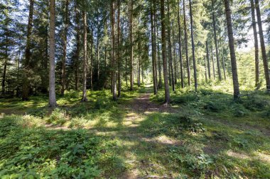 Ukrayna Karpatlarının Dağ Ormanı.