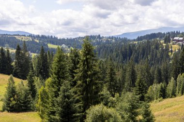 Yazın Ukrayna Karpatları 'nda dağ manzarası.