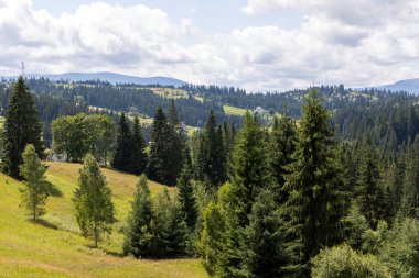 Yazın Ukrayna Karpatları 'nda dağ manzarası.