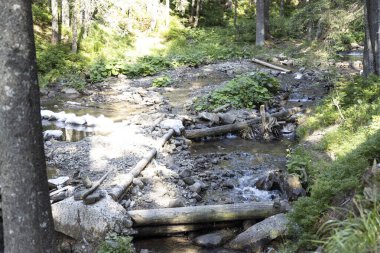 Ukrayna Karpatları 'nda bir yaz gününde dağ deresi