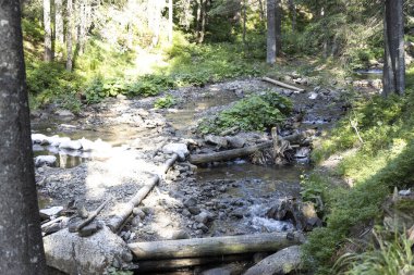 Ukrayna Karpatları 'nda bir yaz gününde dağ deresi